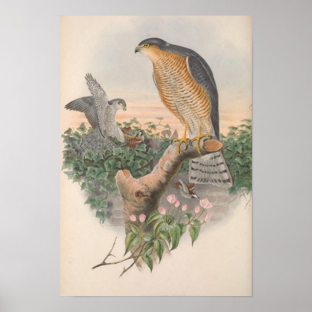 Vintage Sparrow Hawk Bird Poster (Front)