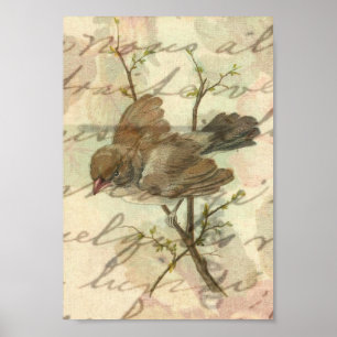 Vintage Sparrow with Handwritten Background Poster