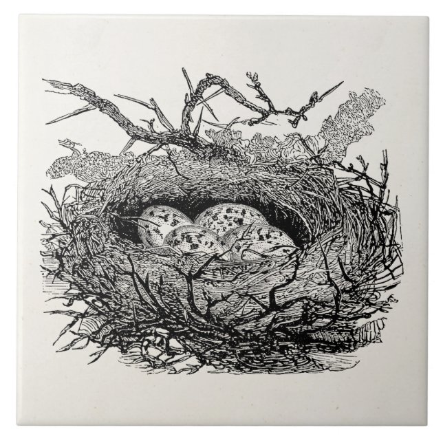 Vintage Speckled Eggs Bird Nest Personalised Birds Tile (Front)