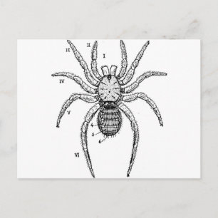 Vintage Spider Diagram Postcard