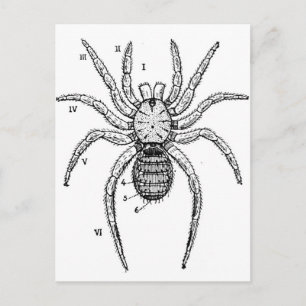 Vintage Spider Diagram Postcard