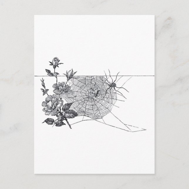 Vintage Spider Web and Rose Black White Postcard (Front)