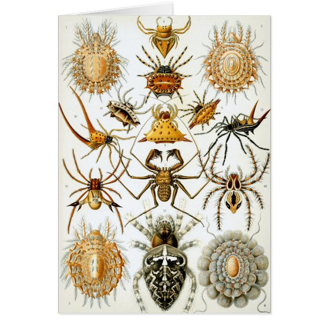 Vintage Spiders or Arachnids by Ernst Haeckel (Front)
