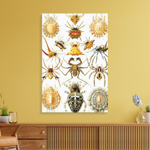 Vintage Spiders or Arachnids by Ernst Haeckel Canvas Print