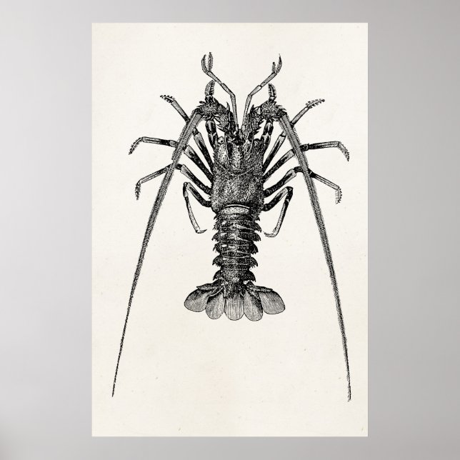 Vintage Spiny Lobster Personalised Template Poster (Front)