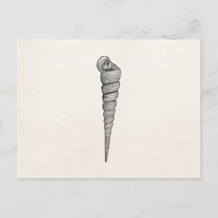 Vintage Spiral Seashell Antique Shells Parchment Postcard