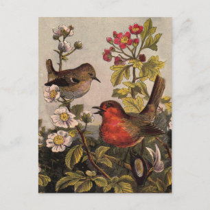 Vintage Spring Robin Songbirds Botanical Floral Postcard