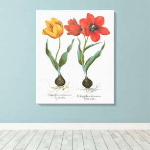 Vintage Spring Tulip Flowers by Basilius Besler Canvas Print