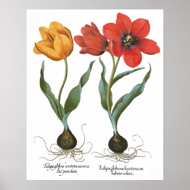 Vintage Spring Tulip Flowers by Basilius Besler Poster (Front)