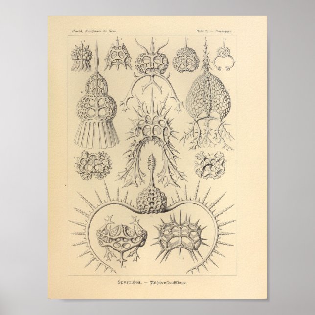 Vintage Spyroidea Colour Ernst Haeckel Print (Front)