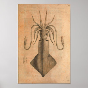 Vintage Squid Art Print
