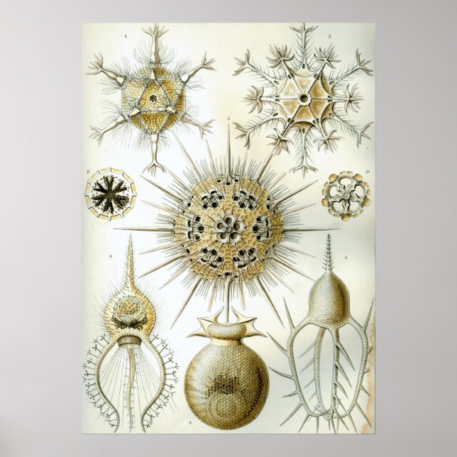 Vintage Squid Illustration Poster (Front)