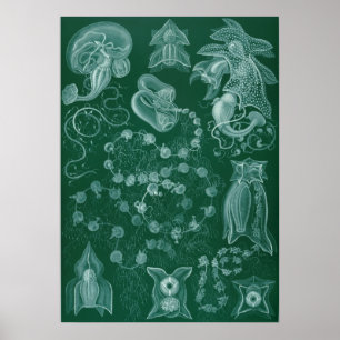 Vintage Squid Illustration Poster