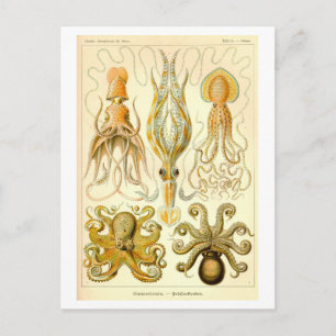 Vintage Squid & Octopus Illustration Postcard