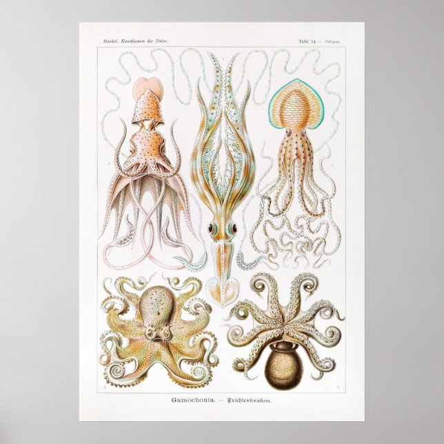 Vintage Squid/Octopus Illustration Poster (Front)