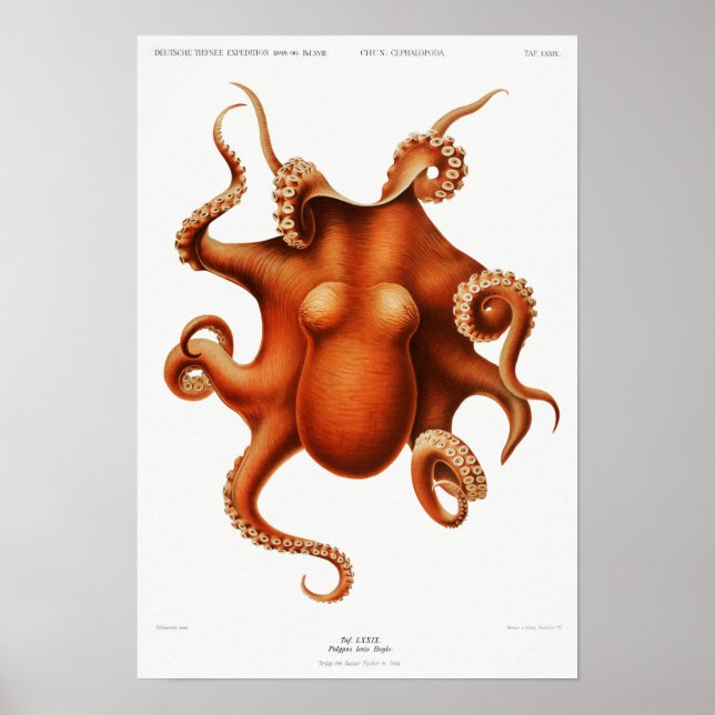 Vintage Squid/Octopus Illustration Poster (Front)