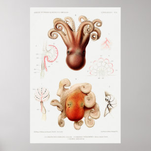 Vintage Squid/Octopus Illustration Poster