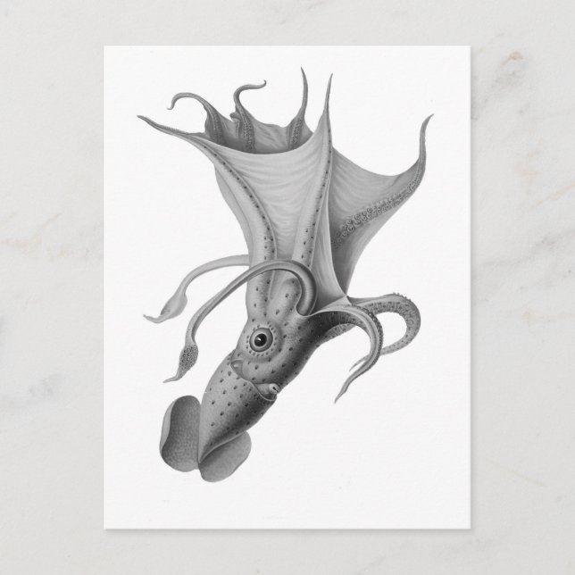 Vintage Squid Postcard (Front)