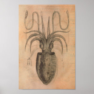 Vintage Squid Print Sea Life Illustration