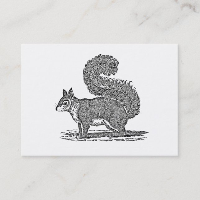 Vintage Squirrel Illustration - 1800's Squirrels Business Card (Front)