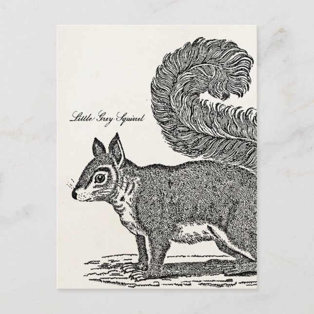 Vintage Squirrel Illustration - 1800's Squirrels Postcard (Front)