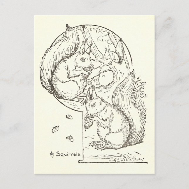Vintage Squirrel Illustration Drawing Postcard (Front)