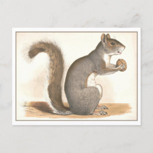 Vintage Squirrel Illustration Postcard