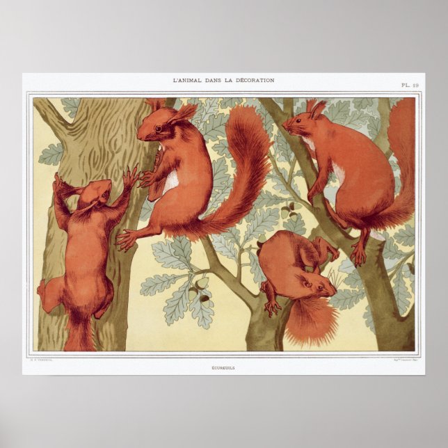 Vintage Squirrel Illustration Poster (Front)