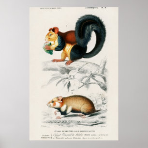 Vintage Squirrels Illustration Poster