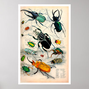 Vintage Stag Beetles Print