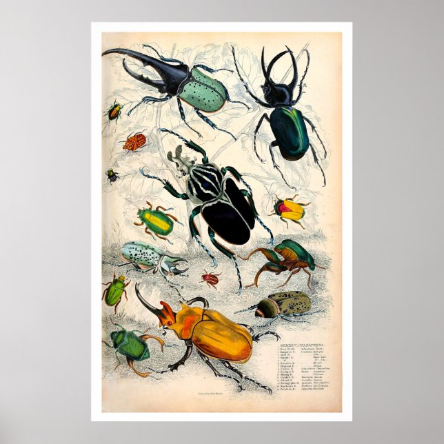 Vintage Stag Beetles Print (Front)