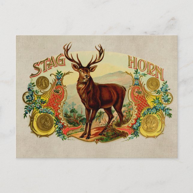 Vintage Stag Horn Postcard (Front)