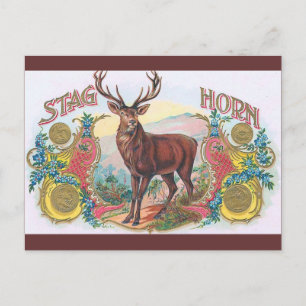 Vintage Stag Postcard