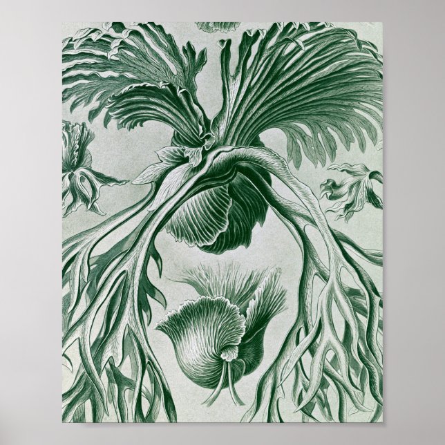 Vintage Staghorn Ferns Botanical Illustration Poster (Front)