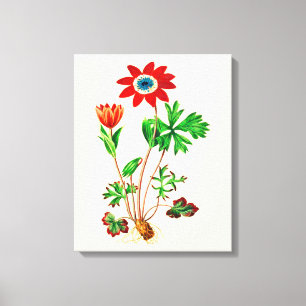 Vintage Star Anemone Canvas Print