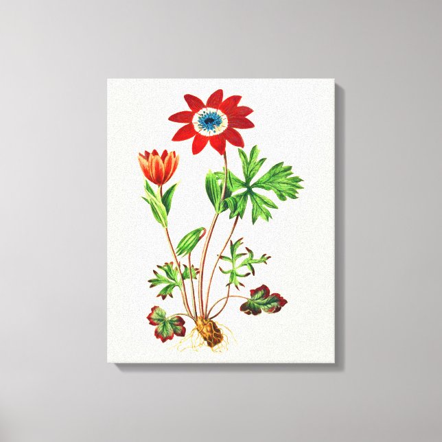 Vintage Star Anemone Canvas Print (Front)