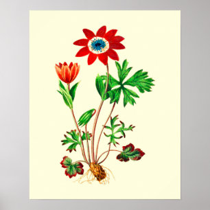 Vintage Star Anemone Flower Poster