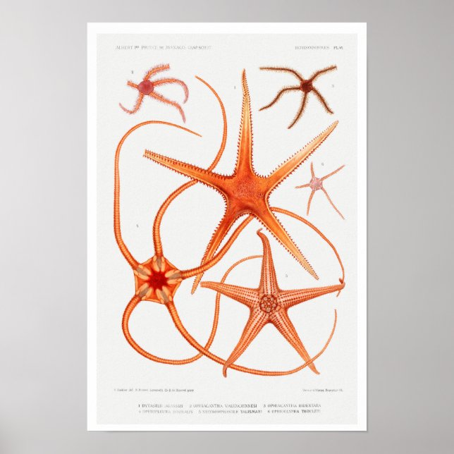VINTAGE STARFISH ILLUSTRATION POSTER (Front)