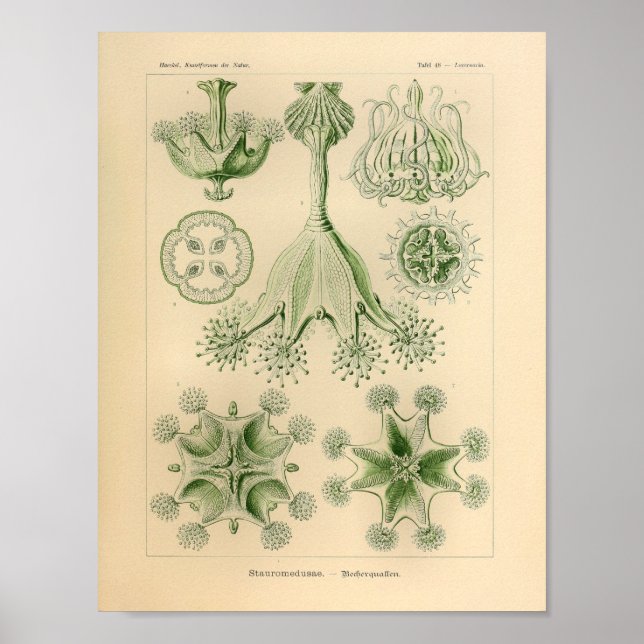 Vintage Stauromedusae Colour Ernst Haeckel Print (Front)