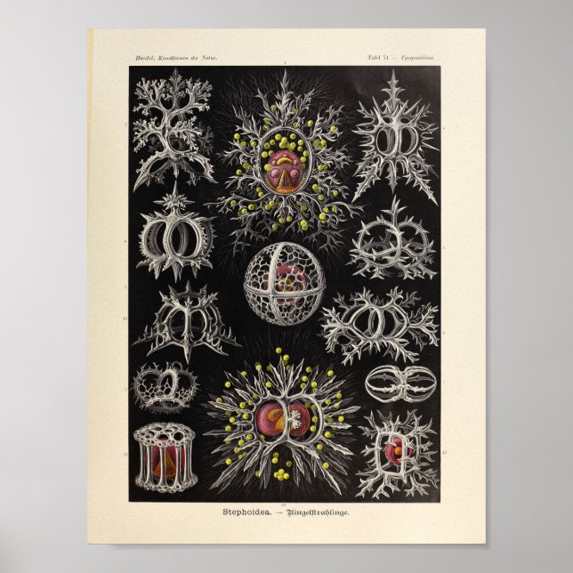 Vintage Stephoidea Colour Ernst Haeckel Art Print (Front)