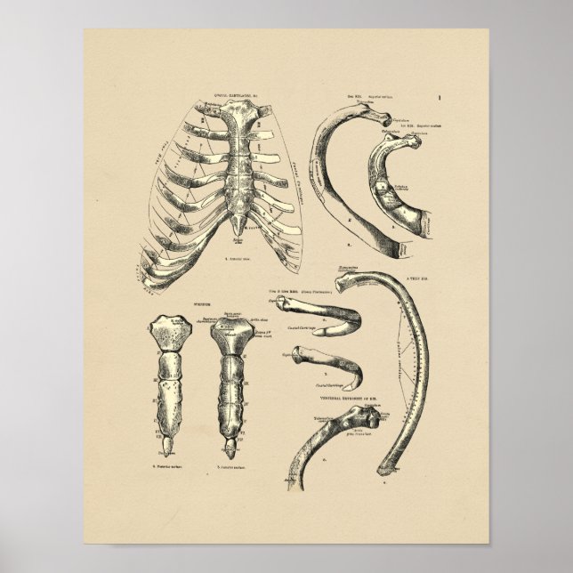 Vintage Sternal Anatomy 1880 Print (Front)