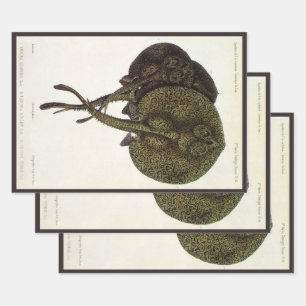 Vintage Sting Rays Stingrays, Marine Life Animals Wrapping Paper Sheet