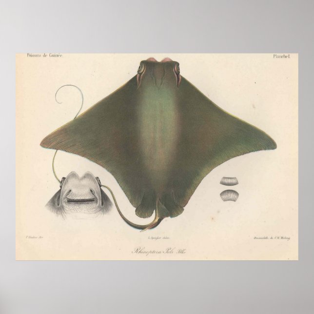 Vintage Stingray Illustration (1863) Poster (Front)