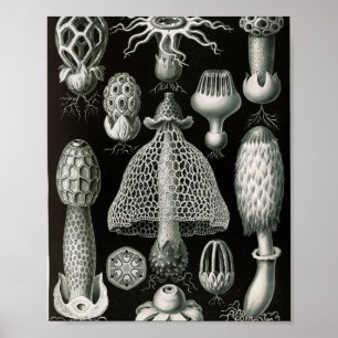 Vintage Stinkhorn Fungi Scientific Illustration Poster