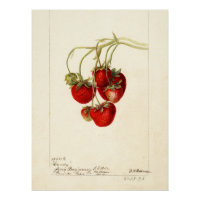 Vintage Strawberries Drawing Art