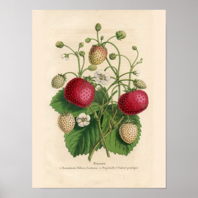 Vintage Strawberries Poster (Front)