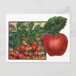 Vintage Strawberries, Strawberry Plants on a Farm Postcard