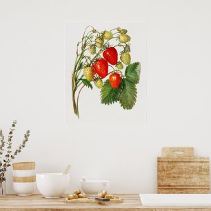 Vintage Strawberry Branch Poster
