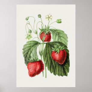 Vintage Strawberry Illustration Poster