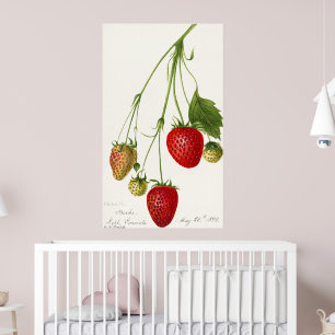 Vintage Strawberry Illustration Poster